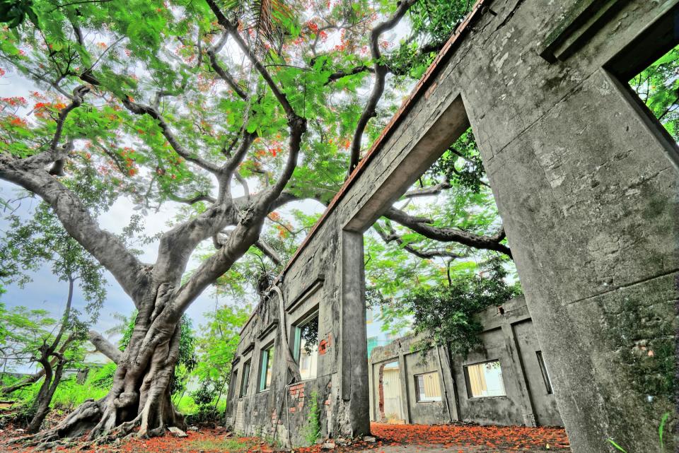 高雄大湖番茄會社（圖片來源：Getty Creative）