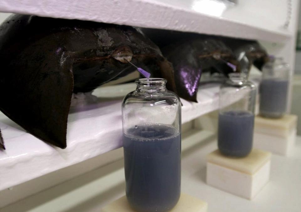 Horseshoe crabs’ blue blood has become an important raw material for the pharmaceutical industry. <a href="http://www.apimages.com/metadata/Index/Associated-Press-Domestic-News-Virginia-United-/12f7334962e5da11af9f0014c2589dfb/3/0" rel="nofollow noopener" target="_blank" data-ylk="slk:AP Photo/Steve Helber;elm:context_link;itc:0;sec:content-canvas" class="link ">AP Photo/Steve Helber</a>