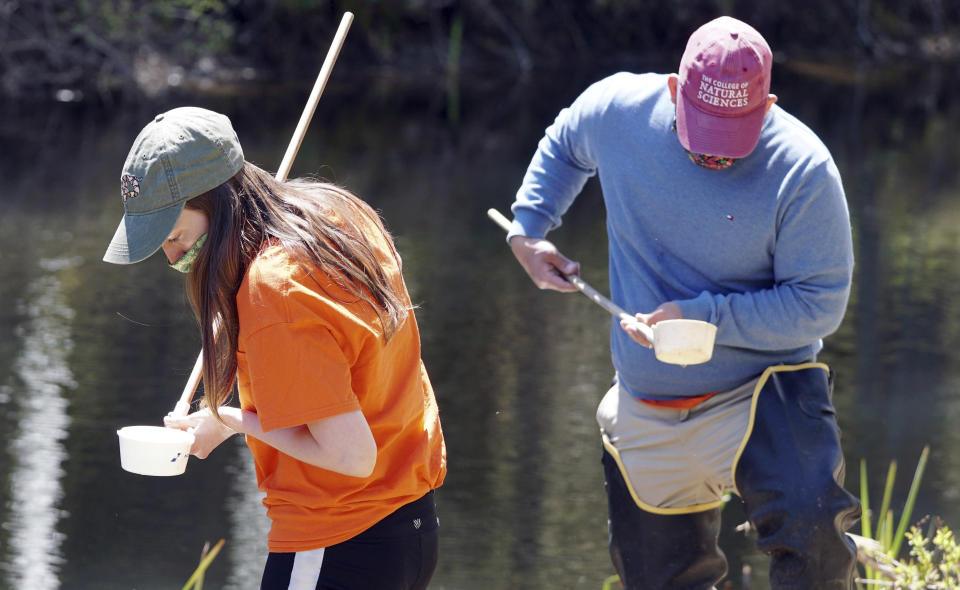 FILE - In this Thursday, May 14, 2020 file photo, Mya Wiles and Nolan Fernandez, biologists with Berkshire Mosquito Control, explore the outlet of the Stockbridge Bowl looking for mosquito larvae in an effort to survey mosquito populations during the coronavirus pandemic in Stockbridge, Mass. Larvae can be controlled without pesticides using bacteria that specifically inhibit the larvae of mosquitoes. (Ben Garver/The Berkshire Eagle via AP)