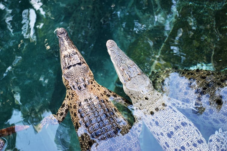 two juvenile saltwater crocodiles