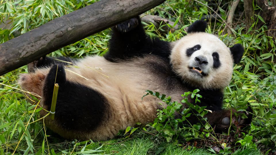 Xin Bao is a nearly 4-year-old female. - San Diego Zoo Wildlife Alliance