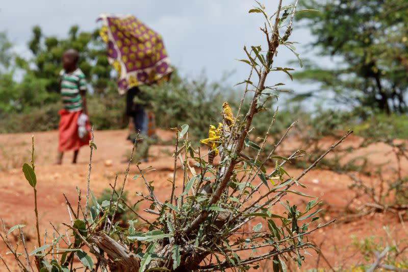 Children look as locusts crawl around a bush in the region of Kyuso