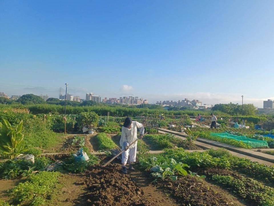 努力耕耘享受勞動。   圖：新北市高灘處提供