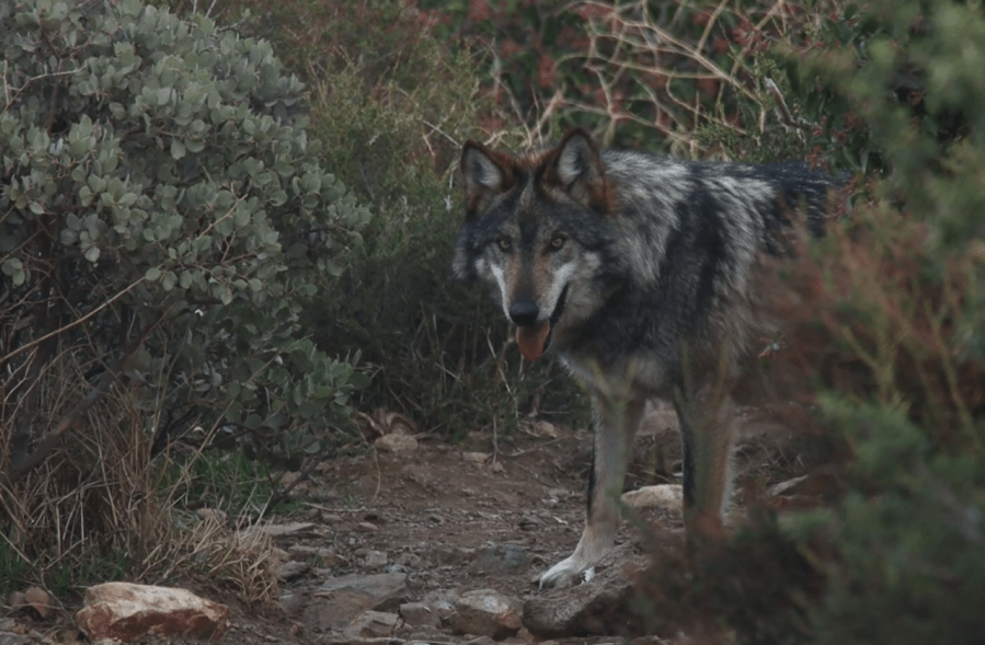 California Wolf Center Announces Transfer of Three Endangered Mexican Gray Wolves to Brookfield Zoo in Chicago (Photo courtesy: California Wolf Center)