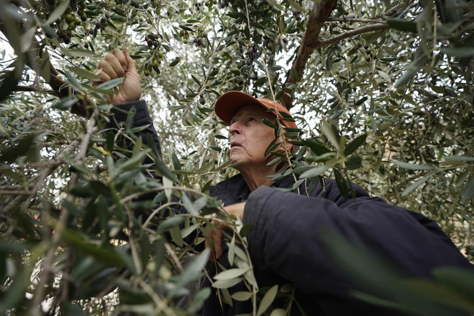 Former California Gov. Jerry Brown climbs through the branches of an olive tree as he harvests his olive crop at his ranch near Williams, Calif., Saturday, Oct. 23, 2021. Brown is living off the grid in retirement on a rural stretch of land his family has owned since the 19th century. But he's still deeply connected on climate change and the threat of nuclear war, two issues that have long captivated him. (AP Photo/Rich Pedroncelli)