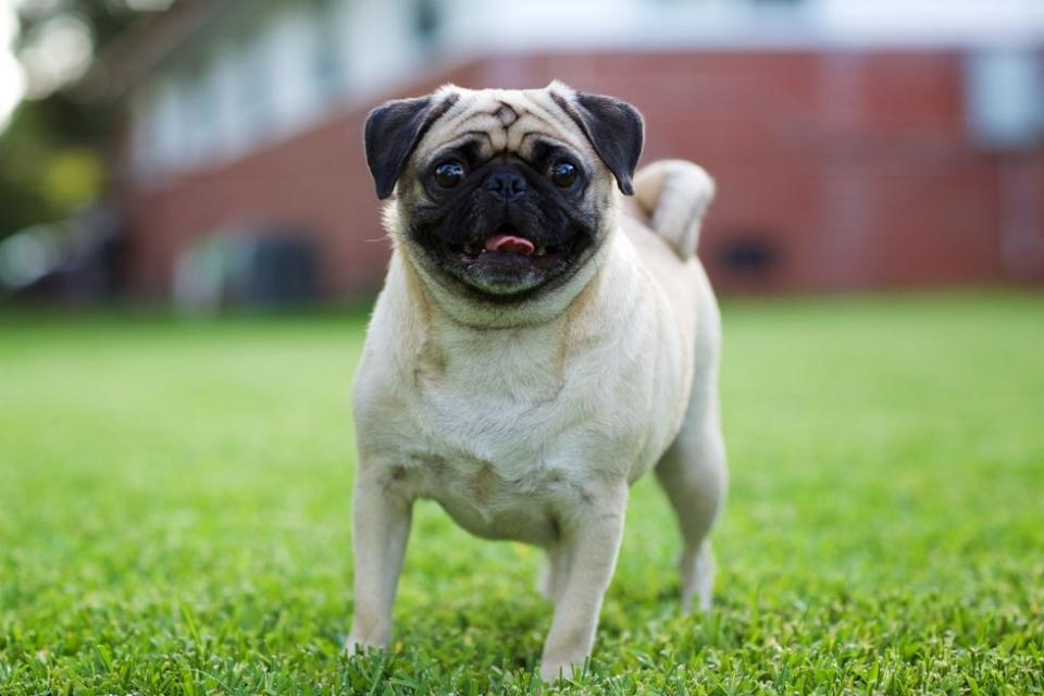 Pug