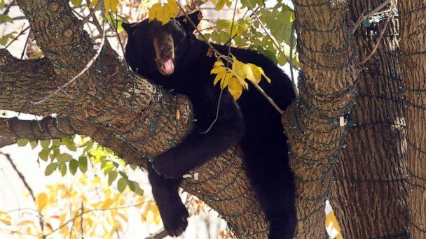PHOTO: In this Oct. 26, 2015, file photo, a black bear rests in a tree at the Morristown Green public park in Morristown, N.J. (Bob Karp/The Asbury Park Press via AP, FILE)
