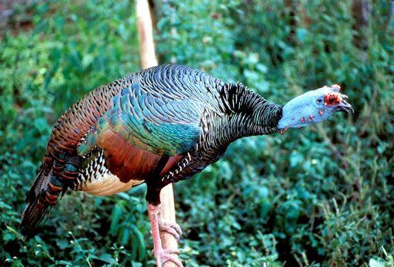 until this discovery, scientists assumed the Maya only used the native, wild ocellated turkey (Meleagris ocellata), shown here, until as late as the year 1000.