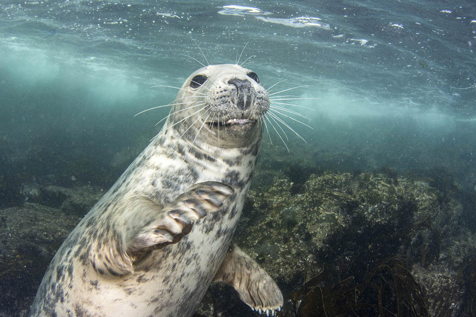 Seal steal — playful pup tries to take camera