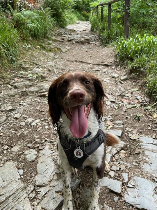 Dog looking at camera 