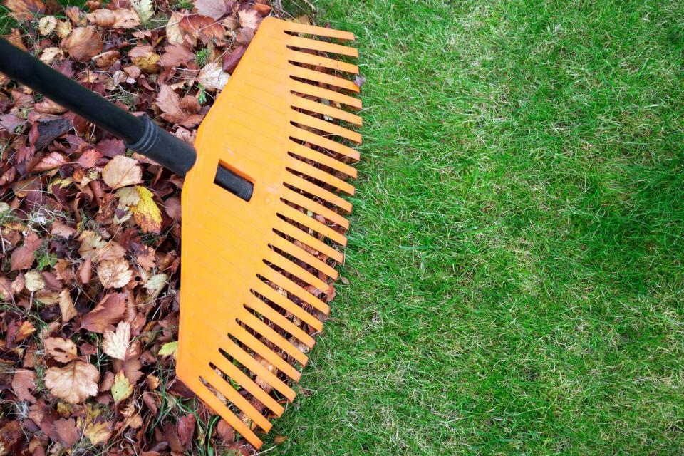 Fall leaves with rake on green lawn