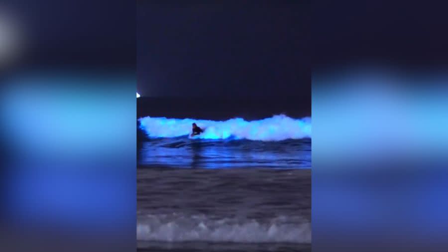 Bioluminescent waves