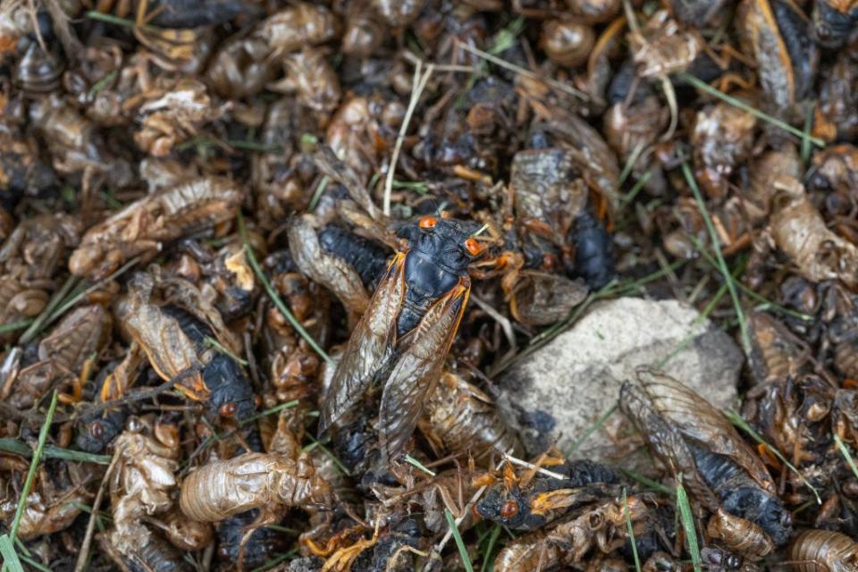 Cicadas from a 17-year cicada brood and shells shedded by the cicada nymphs sit at the base of a tree on May 29, 2024 in Park Ridge, Illinois