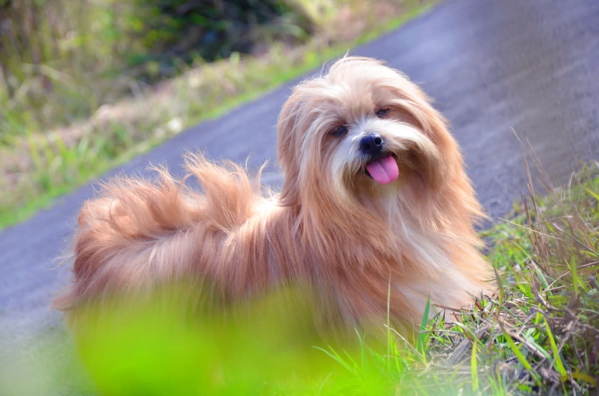 A Lhasa Apso hanging out on the lawn<p>sree guruu studio via Shutterstock</p>