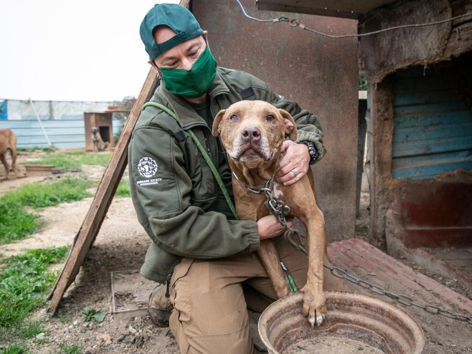 Nearly 200 dogs were rescued by animal welfare charity Humane Society International (HSI) and taken to the US from a dog meat farm in South Korea (Humane Society International/Facebook)