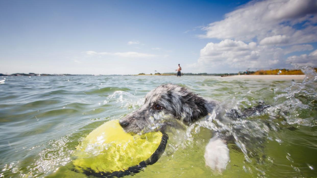 Dog swimming with toy at the beach