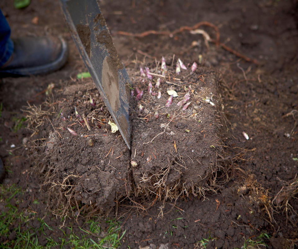 dividing peonies using a spade