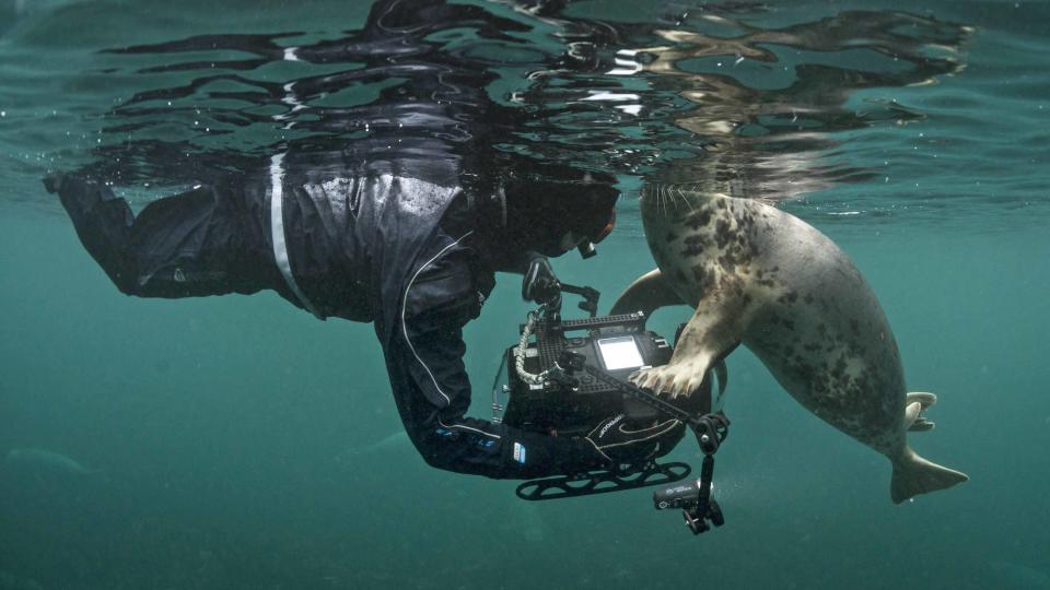 A seal cuddles the camera underwater. (Photo: Ellen Cuylaerts/Caters News)