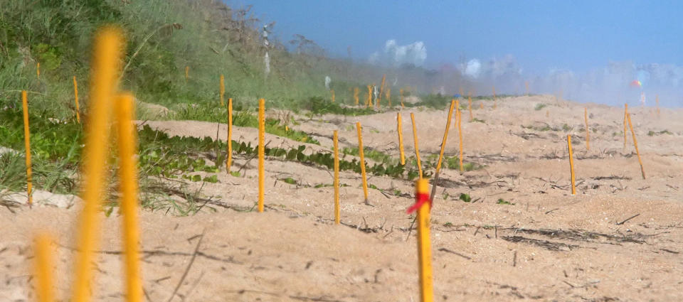 Yellow wooden stakes mark sea turtle nests on the Canaveral National Seashore beach in this photo from Aug. 21, 2019.
