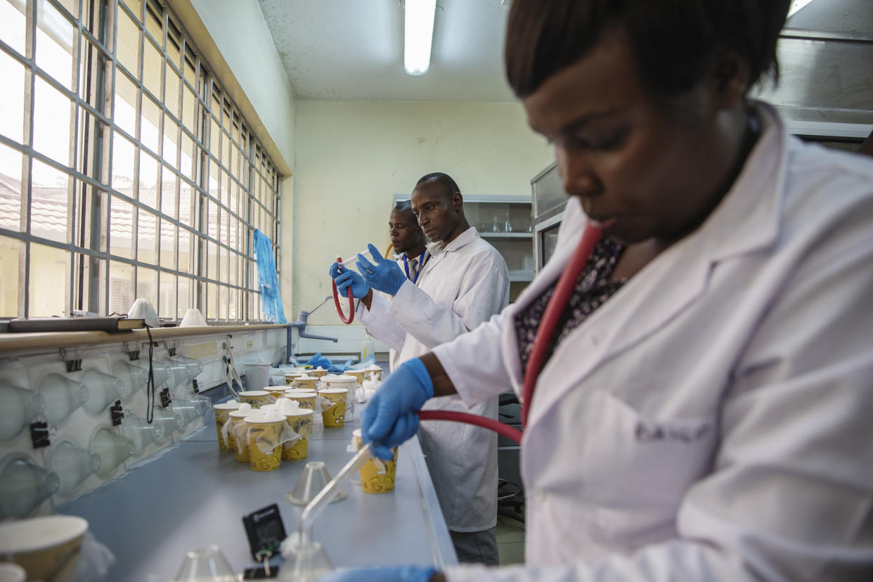 Trabajadores separando mosquitos machos de hembras, atrapados durante la noche en lugares de estudio de la región circundante, en el Instituto de Investigación Médica de Kenia en Kisumu, el 22 de noviembre de 2022. (Malin Fezehai/The New York Times)
