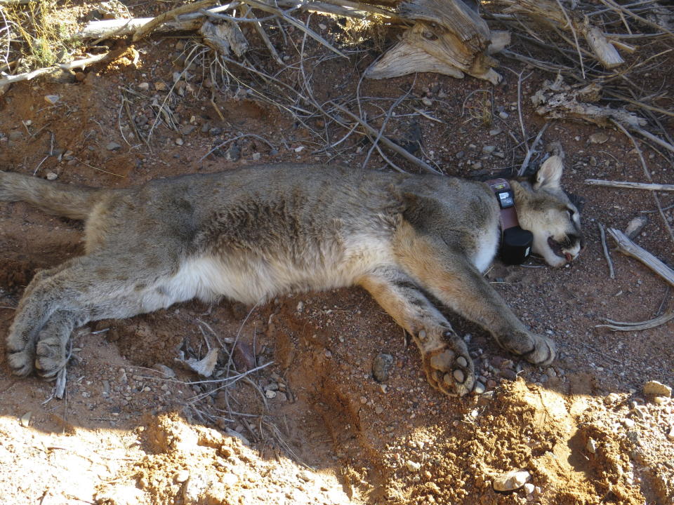 This undated image provided by the Santa Ana Pueblo Department of Natural Resources shows a mountain lion known as "Squeaks" waiting for anesthesia to wear off after being collared near Santa Ana Pueblo, New Mexico. The U.S. Department of Transportation on Tuesday, April 4, 2023, announced the first round of grant funding that will be available for building more wildlife crossing corridors along busy roadways. (Santa Ana Pueblo Department of Natural Resources via AP)