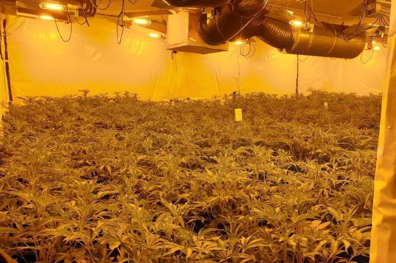 A huge cannabis farm was busted by police inside a former care home on Alexandra Road in Southport.