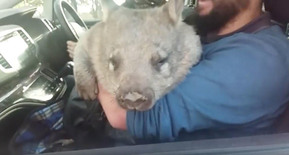 Phinger’s discovery brought an end to the sanctuary’s two-day search, much to the relief of volunteers. Source: Facebook/ Wombat Awareness Organisation