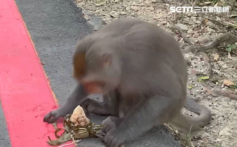 獼猴搶走肉粽不囉唆直接在地拆開享用，拆粽葉速度比人還熟練。（圖／翻攝畫面）