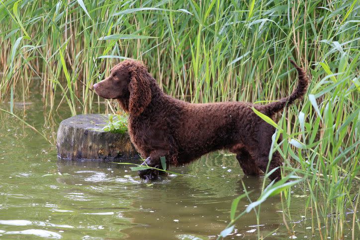 medium sized dog breeds american water spaniel