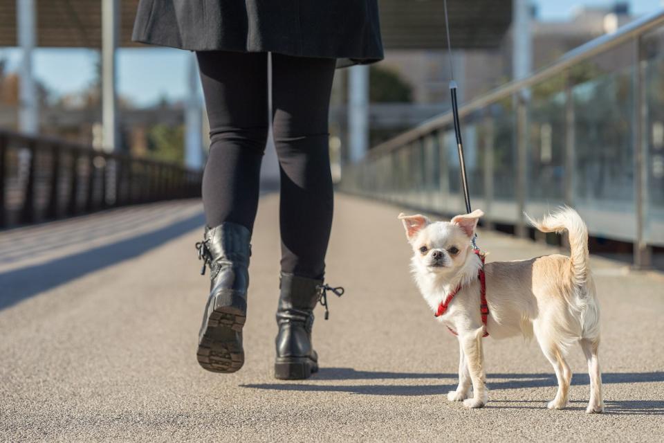 Chihuaha on leash walking with woman on urban bridge