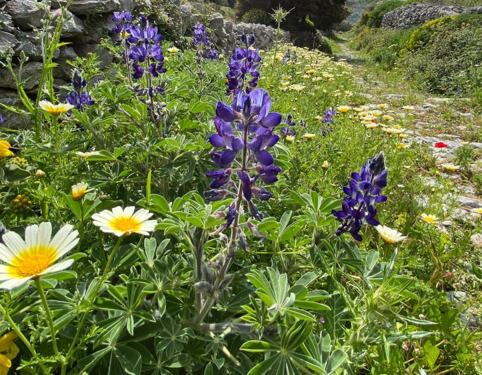 Lupins and crown daisies are among over 900 flowering plants recorded on Naxos (Clare Hargreaves)