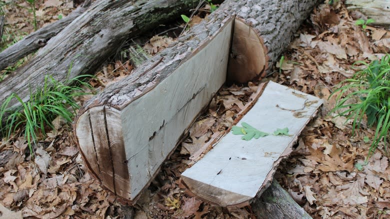 Sassafras log with one piece of wood cut