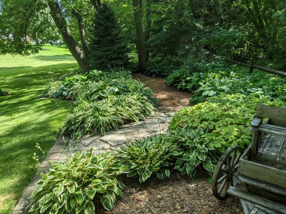 Connie Steele says: “The backyard has a wooded backdrop that offers a perfect setting for the hostas gardens and serene place to sit and gaze for hours.”