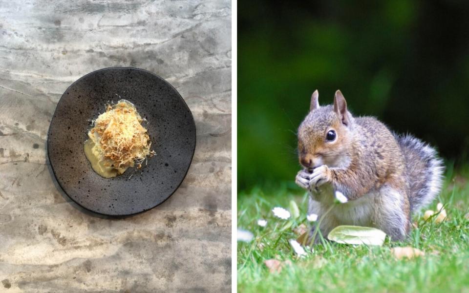 Grey squirrel