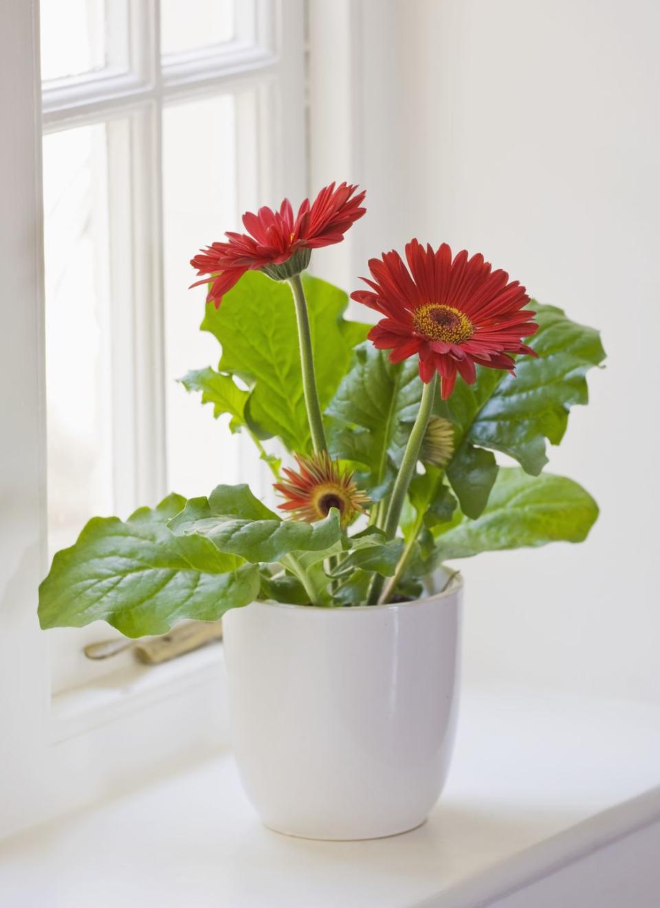 air purifying plants red gerbera in white container