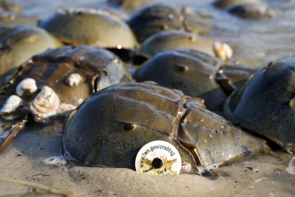 A tagged horseshoe crab spawns at Reeds Beach in Cape May Court House, N.J., Tuesday, June 13, 2023. The biomedical industry is adopting new standards to protect a primordial sea animal that is a linchpin of the production of vital medicines. (AP Photo/Matt Rourke)
