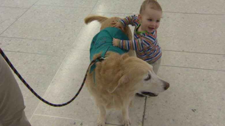 Edmonton Airport travellers helped by therapy dogs