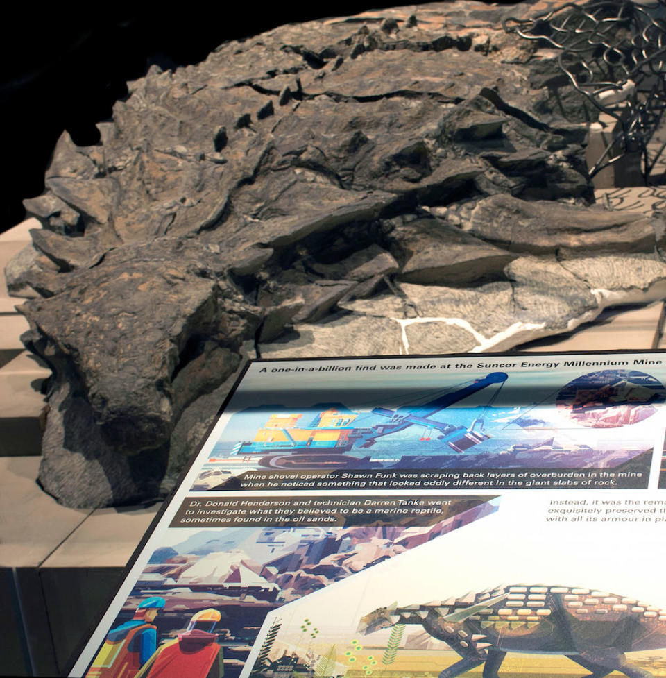 Incredible! Most Well-Preserved Armored Dinosaur Was a 'Spiky Tank'