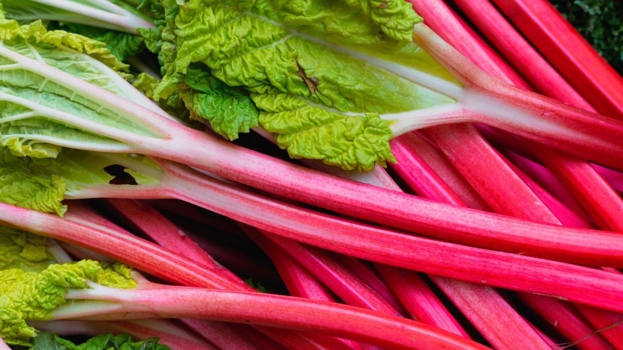 fresh rhubarb for sale at the food market