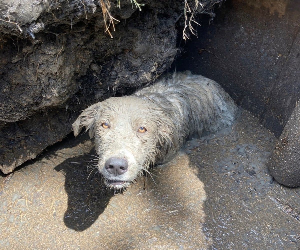 A puppy was rescued after being found stuck up to its chest in mud in sinkhole in Texas (Houston SPCA)