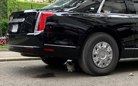 Larry the Downing Street cat shelters under Donald Trump’s Beast - Credit: NBC/Bill Neely