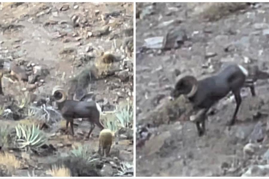 Captan hermoso cimarrón cerca de la carretera en La Rumorosa 