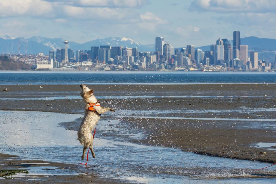 Dog on beach with Seattle skyline in the background