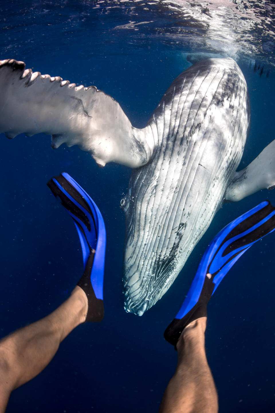 Grant Thomas interacting with whales off the coast of Tonga. (Photo: Grant Thomas/Caters News) 