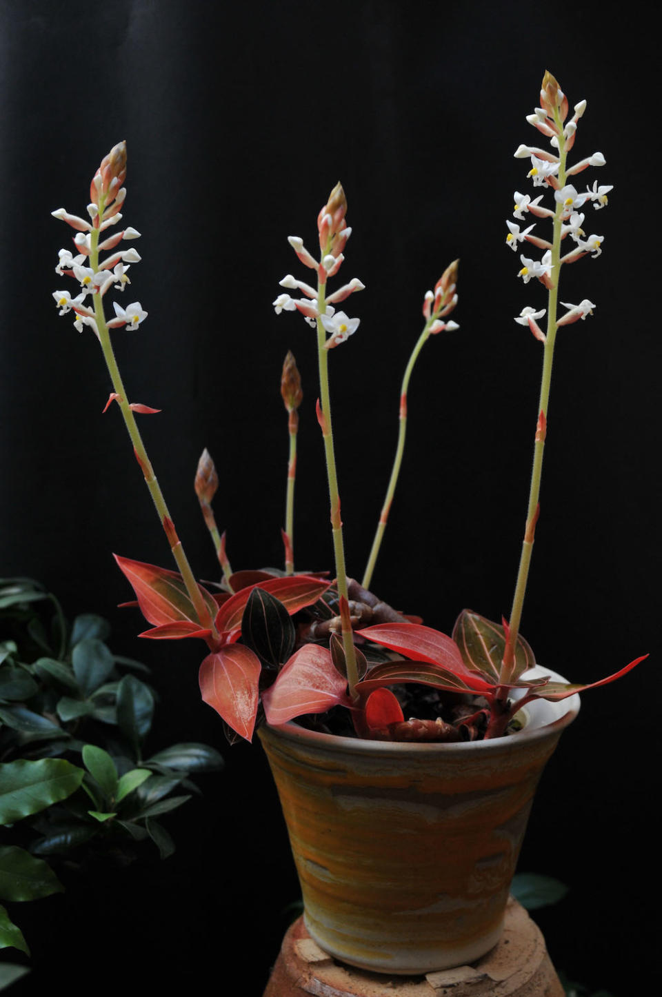 Black jewel orchid (Ludisia discolor)