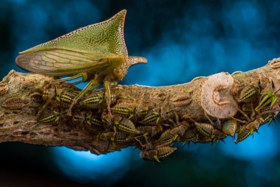 "Mother Defender" by Javier Aznar González de Rueda. A treehopper on a branch.