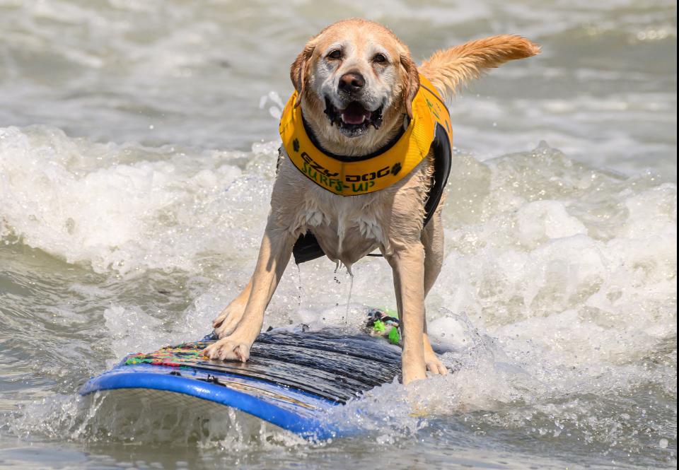 Charlie Surfs Up catches a wave during the World Dog Surfing Championships in Pacifica, California, on August 5, 2023. The event helps local charities raise money by sponsoring a contestant or a team, with a portion of the proceeds going to dog, environmental, and surfing nonprofit organizations. (Photo by JOSH EDELSON / AFP) (Photo by JOSH EDELSON/AFP via Getty Images)
