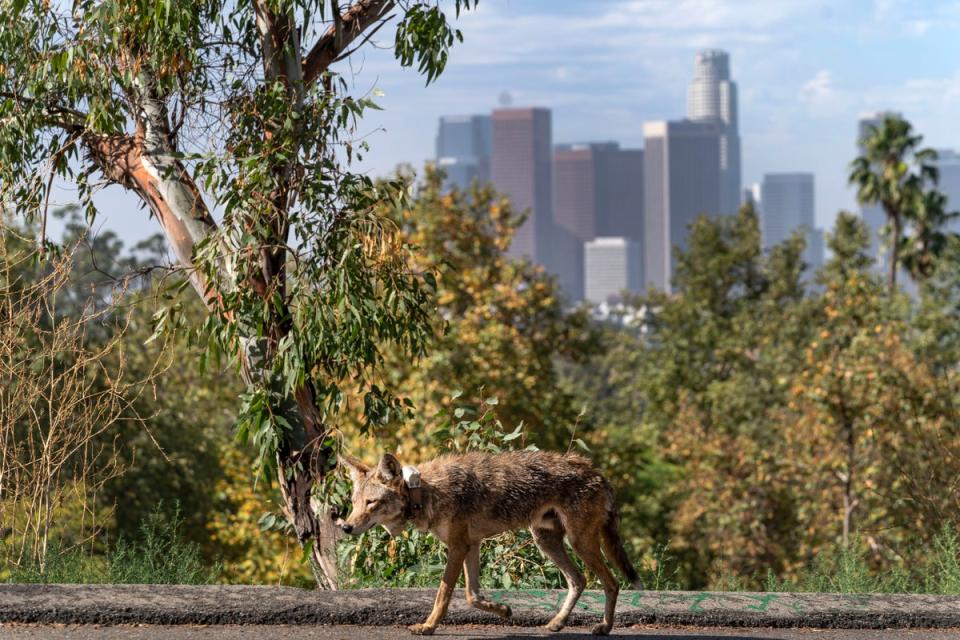A coyote roams near Los Angeles; California officials have warned people to stop feeding the animals (Copyright 2022 The Associated Press. All rights reserved.)