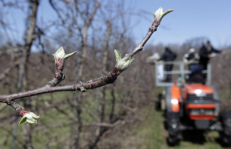 Workers prune apple trees on Russell Farms in Appleton, N.Y., Monday, March 26, 2012. Cold air overnight threatens to freeze plants that have budded or blossomed early amid record-setting warmth. (AP Photo/David Duprey)