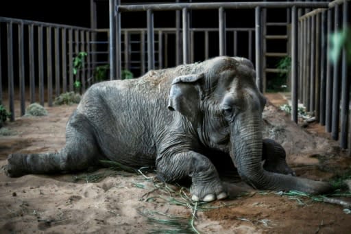 Worldwide, abot 40 countries have fully or partially banned the use of wild animals in circuses